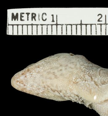 Media type: image;   Herpetology R-28759